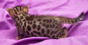 Bengal Cat Züchter